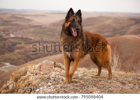 beautiful dog breed Belgian shepherd Tervuren portrait on the walk Royalty-Free Stock Photo #795098404
