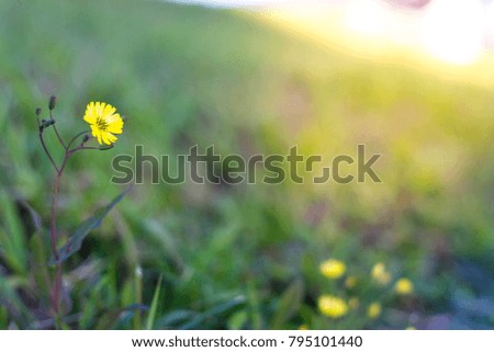 Beautiful flowers in the garden with blur background.
