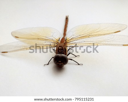 Dragonfly on a white background Royalty-Free Stock Photo #795115231