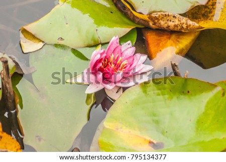 pond lily flowers, waterlily in the pond