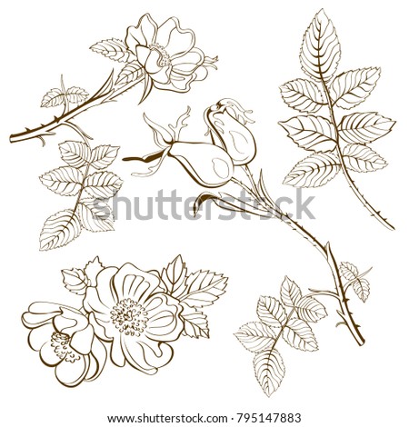  Vector set of rosehip`s flowers and berries, hand sketch vector illustration of wild roses and berries and leaves isolated on white background. 