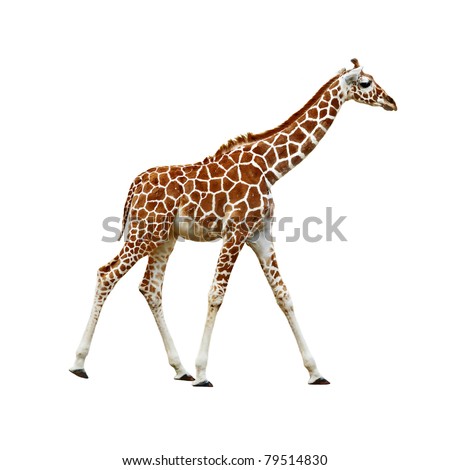 Adorable baby Giraffe walking, isolated white background