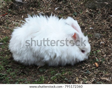 white hairy hare 