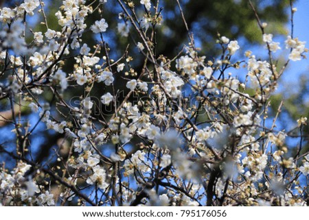 Taiwan beautiful plant is blooming Plum blossom