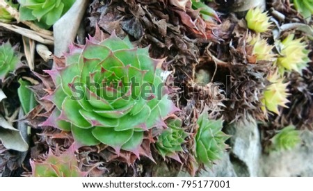 Sempervivum tectorum,Common Houseleek, - perennial plant growing in flower pot. Sempervivum in nature

 Royalty-Free Stock Photo #795177001