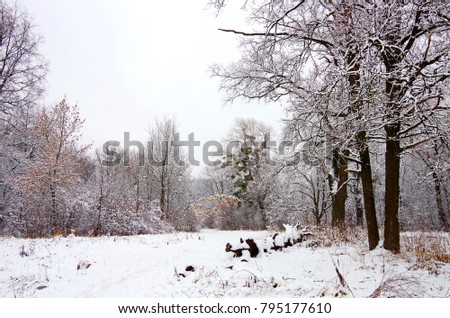Winter landscape with trees in frost growing alone path in the snowy meadow.