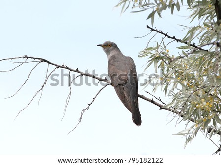 The common cuckoo (Cuculus canorus) sits on a branch against the blue sky. Close-up photo