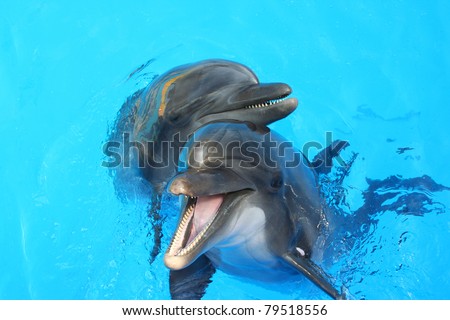 two lovers dolphin swimming in the pool Royalty-Free Stock Photo #79518556