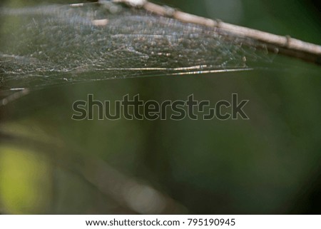 web in the dark forest