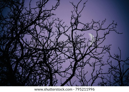 Crescent moon behind tree
