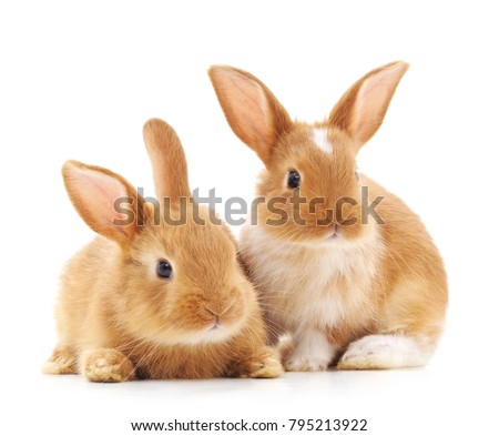 Two small rabbits isolated on a white background. Royalty-Free Stock Photo #795213922