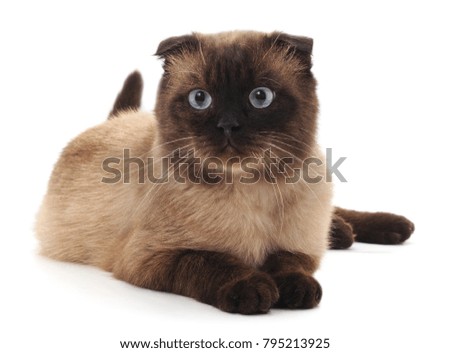 One beautiful cat isolated on a white background.