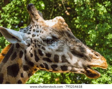 a tall brown-white giraffe with spots
