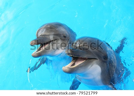 Two dolphins swim in the pool Royalty-Free Stock Photo #79521799