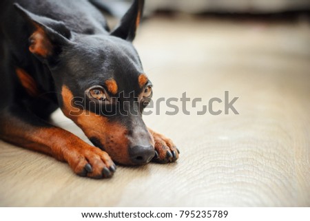 Dog dwarf pincher lies on the floor and looks sad eyes Royalty-Free Stock Photo #795235789