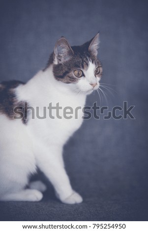 Cat on a gray background