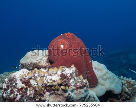 A reef octopus