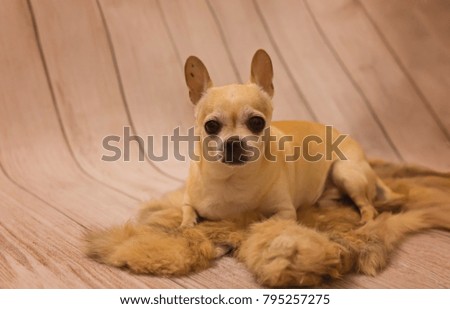 chihuahua dog lies on fur on background