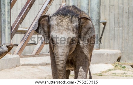 safari, baby elephant playing with a log of wood