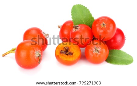 red rowan berries with green leaf isolated on white background. macro