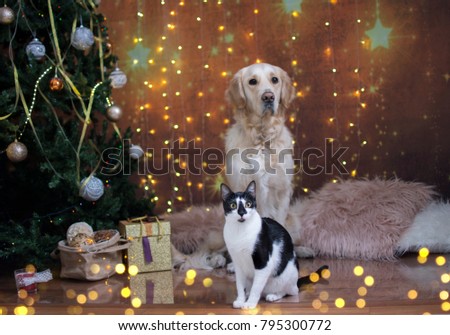 Golden retriever and cat 