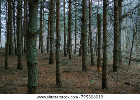 pine forest trees . calm . nature background
