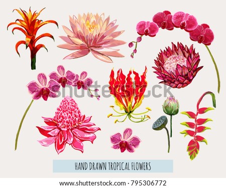 Beautiful hand drawn botanical vector illustration with tropical flowers. Isolated on white background. Royalty-Free Stock Photo #795306772