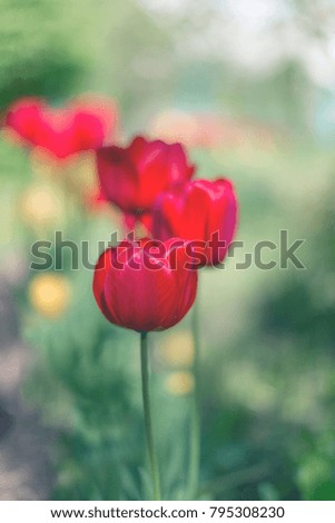 Red tulips blossom on blured background. Selective focus, vintage toned picture