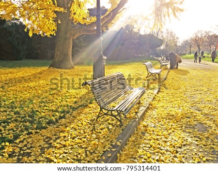 Bench at a park in autumn with the yellow golden color tree and leaves fallen with rays of sun. People promenade around 