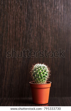 beautiful cactus grows on a dark wood table