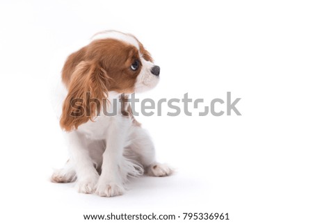 Beautiful King Charles Cavalier Puppy sitting against a white background