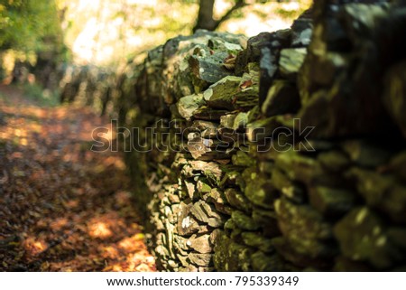 Old wall in a forest 