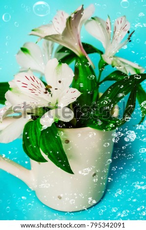 flowers in a vase. water drops. fresh bouquet. gift.