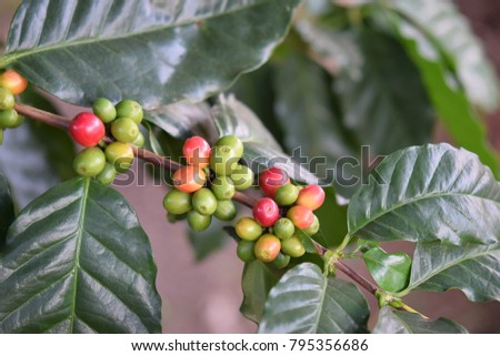 Fresh coffee beans on tree on blur nature background.