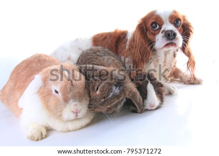 Animals together. Real pet friends. Rabbit dog guinea pig animal friendship. Pets loves each other. Cute lovely cavalier king charles spaniel puppy cavy lop photo. Isolated white background. Love