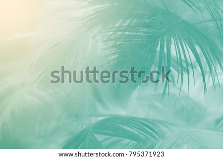 Beautiful green florida keys colors tone  feather texture background with orange light,trends color