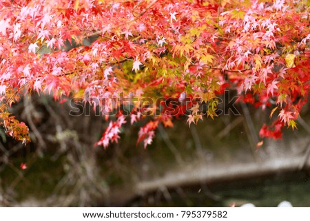Red maple tree leaves in autumn of Japan