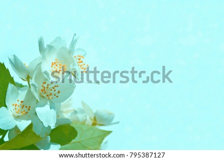 White jasmine. The branch delicate spring flowers