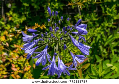 Blue Flower on a Sunny Day