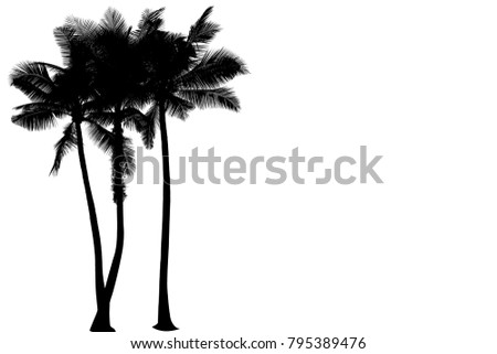Black silhouette of coconut leaves blank space isolated from the backdrop with cut paths.