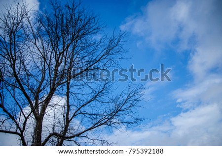 Tree without leaf on branch in autumn with cloud and blue sky background.