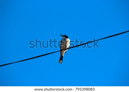 A  newly feathered half grown  black and white  juvenile Australian magpie cracticus tibicen   is perching on a  power line in early summer.