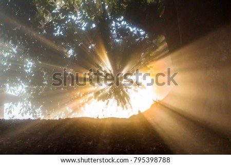 Sun rays shining through the banyan tree early morning.