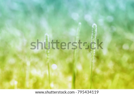 Spring meadow of green  grass  flower  with bokeh light from sunrise  useful for wallpaper  or desktop packground