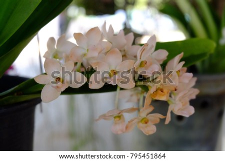 Close up sweet pink Rhynchostylis gigantea orchid 