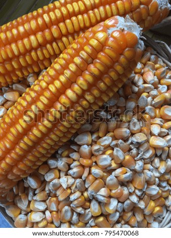 Close up orange raw corn