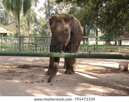 An elephand behind bars