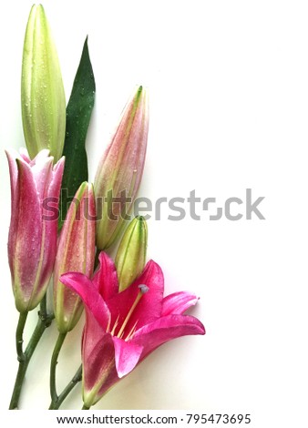 The frame of beautiful fresh Pink Lily with leaf isolated on white background with space for text.