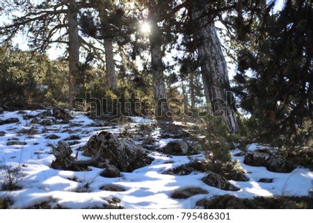 Atalanti national path.The trail goes around Chionistra mountain at an altitude of 1,700¬-1,750 metres, passing through dense areas of black pine trees  and Foetid Juniper.