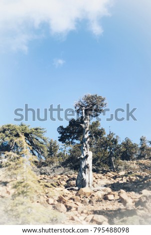Atalanti national path.The trail goes around Chionistra mountain at an altitude of 1,700¬-1,750 metres, passing through dense areas of black pine trees  
